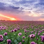 De lente, beleef de lente