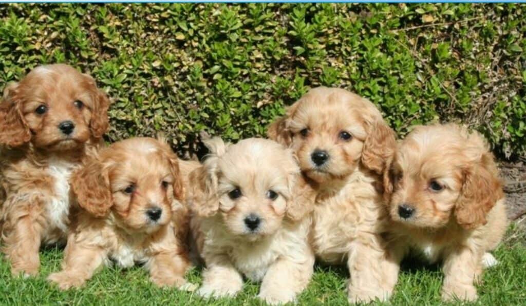 Puppies Te Koop