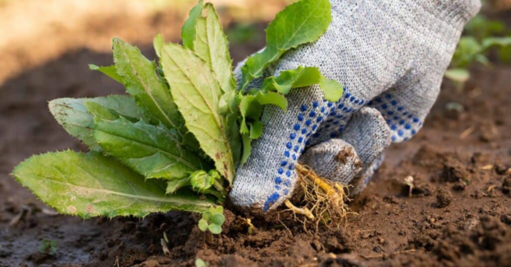De Beste Manieren voor Onkruidbestrijding: Natuurlijke en Effectieve Oplossingen