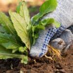 De Beste Manieren voor Onkruidbestrijding: Natuurlijke en Effectieve Oplossingen