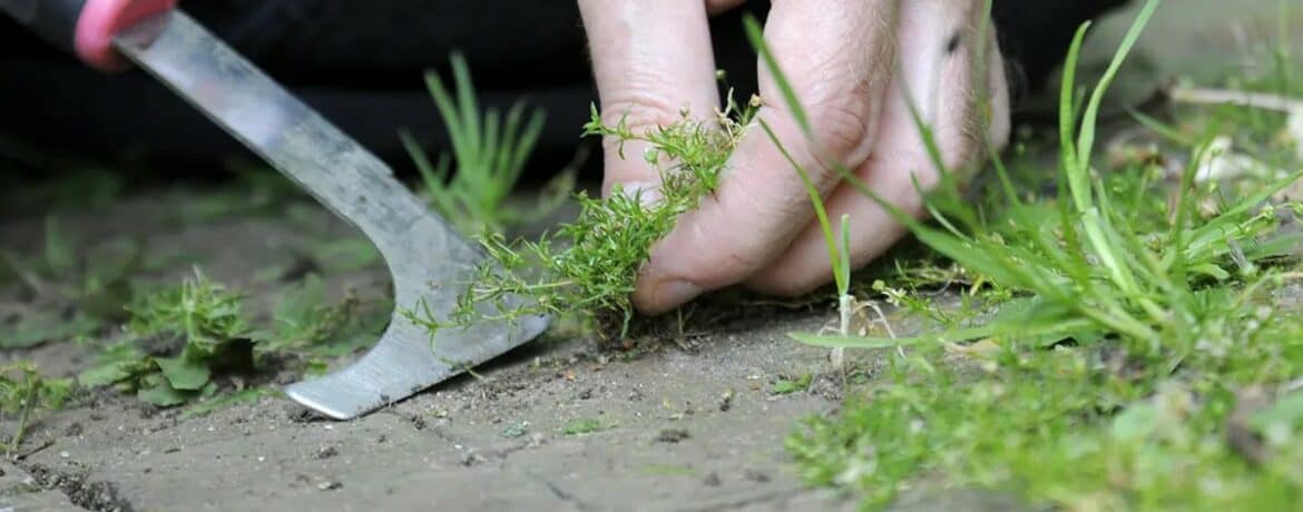 Onkruid Tussen Tegels Verwijderen: Simpele Tips voor een Strak Terras