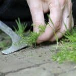 Onkruid Tussen Tegels Verwijderen: Simpele Tips voor een Strak Terras