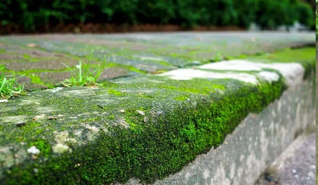 Verwijderen Met Groene Aanslag Reiniger
