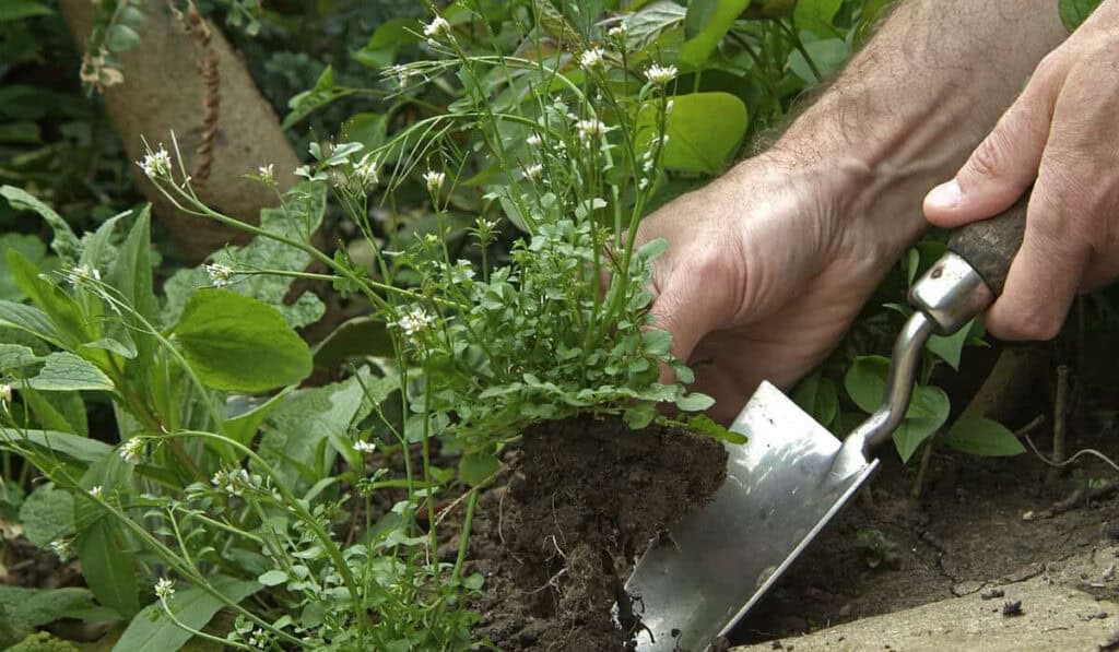Onkruid verwijderen zonder
