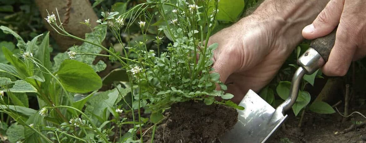 Onkruid verwijderen zonder gif: veilige en effectieve methodes die werken