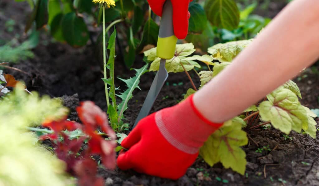 Onkruid verwijderen zonder