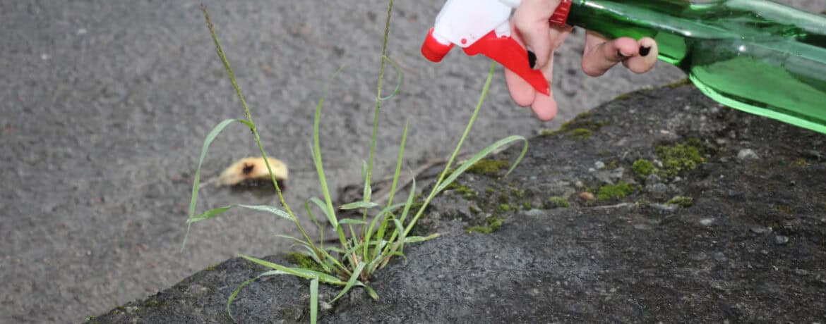 Schoonmaakazijn Tegen Onkruid: Werkt Het Echt?