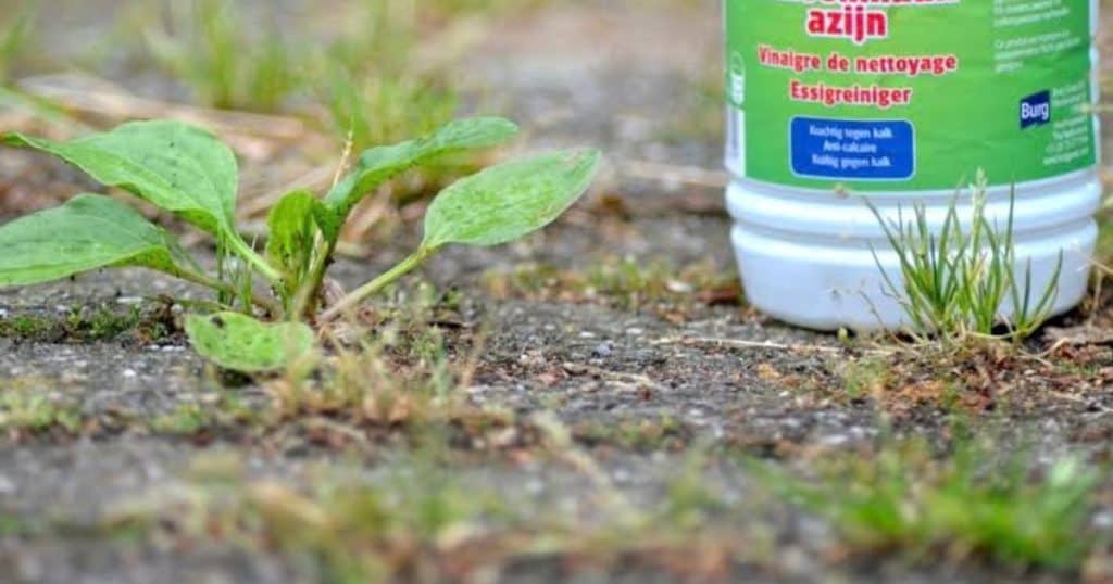 Schoonmaakazijn tegen onkruid: werkt het en hoe gebruik je het?